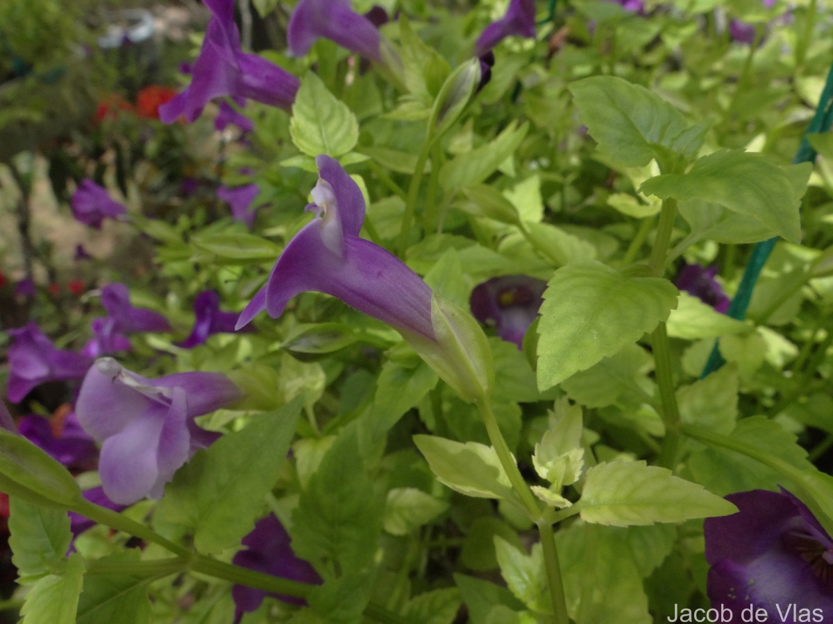Torenia fournieri Linden ex E.Fourn.